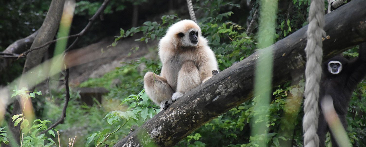 Tagesausflug zum Zoo Salzburg, Ausflugsziele im Salzburger Land Tagesausflug zum Zoo Salzburg, Ausflugsziele im Salzburger Land